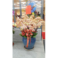 蝴蝶蘭盆栽/一盆~30